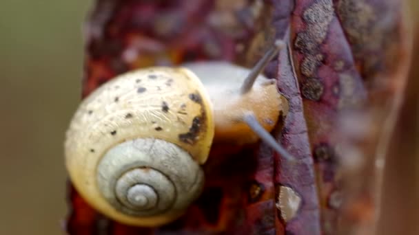 Snail on leaf — Stock Video
