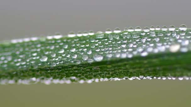 Rosée du matin sur l'herbe — Video