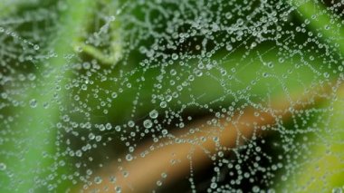 çiğ bir örümcek ağı Tarih