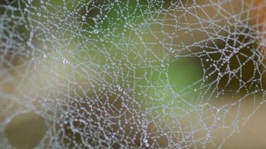 çiğ bir örümcek ağı Tarih