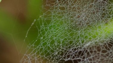 çiğ bir örümcek ağı Tarih