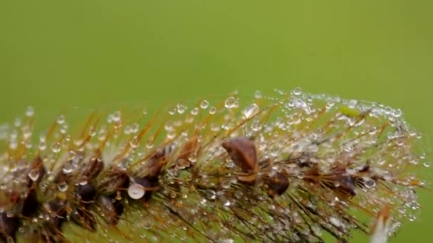 Rosée du matin sur l'herbe — Video