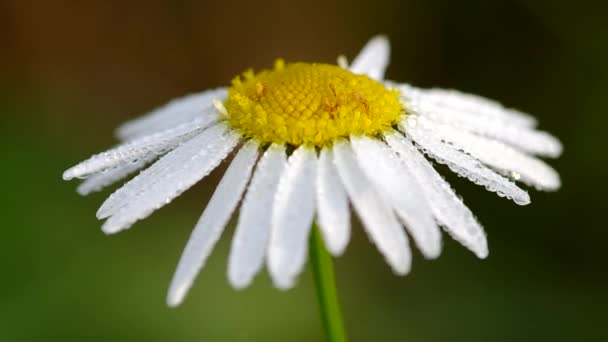 Morning dew on a camomile — Stock Video