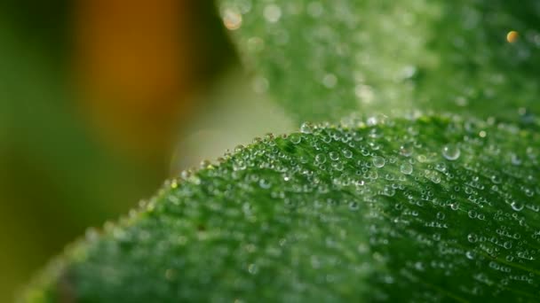 Morgondagg på en leaf clover — Stockvideo