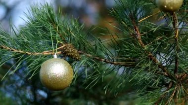 İğne yapraklı ağaçlar üzerinde Noel dekorasyon