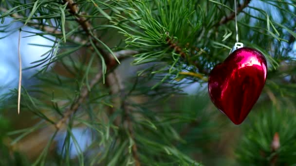 Decoración de Navidad sobre árboles de coníferas — Vídeos de Stock