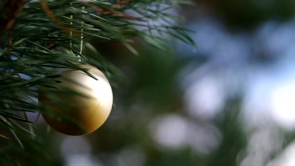 Christmas decoration on coniferous trees — Stock Footage Christmas decoration on coniferous trees Video Clip
