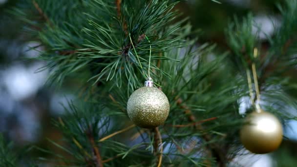 Kerstdecoratie op naaldbomen — Stockvideo
