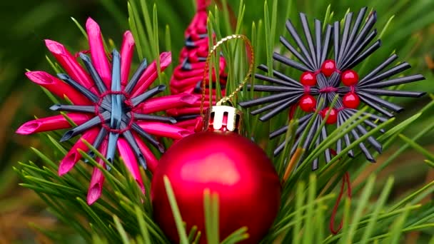 Décoration de Noël sur conifères 