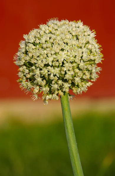 A flor de cebola — Fotografia de Stock
