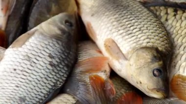 Balık sonbaharda hasat
