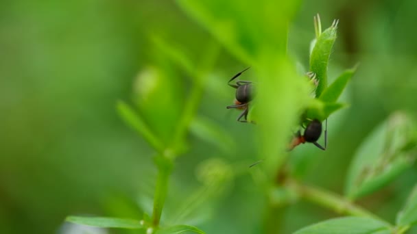 Dos hormigas en la hierba — Vídeos de Stock