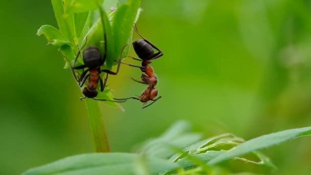 Two ants in the grass — Stock Video