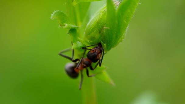 Ant in het gras — Stockvideo