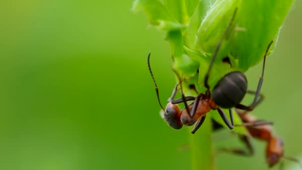 Twee mieren in het gras — Stockvideo