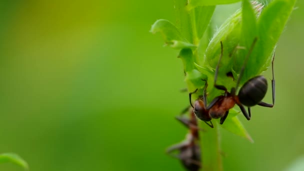 Two ants in the grass — Stock Video