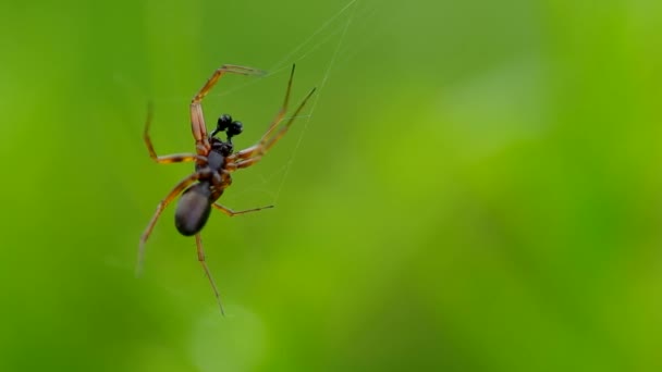 Aranha na grama verde — Vídeo de Stock