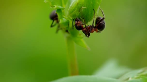 Two ants in the grass — Stock Video