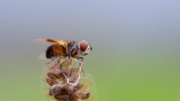 Μύγα - Phasia barbifrons σε χόρτο — Αρχείο Βίντεο