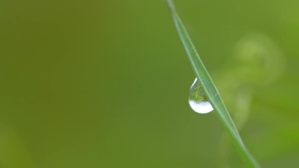 Rosée du matin sur l'herbe — Video