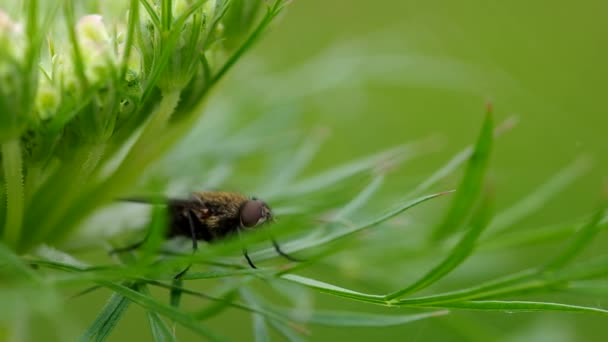 Fly - Delia radicum на траве — стоковое видео