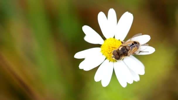 Volar - Eristalis horticola sentado en una margarita — Vídeos de Stock