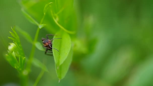 Fourmi dans l'herbe 