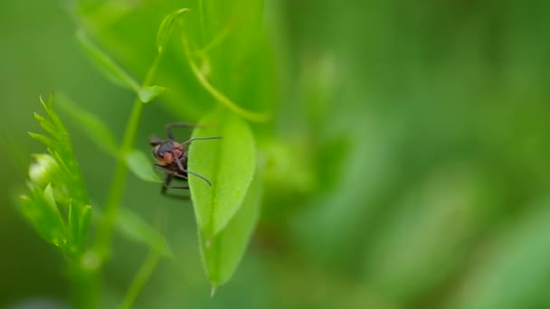 Hormiga en la hierba — Vídeos de Stock