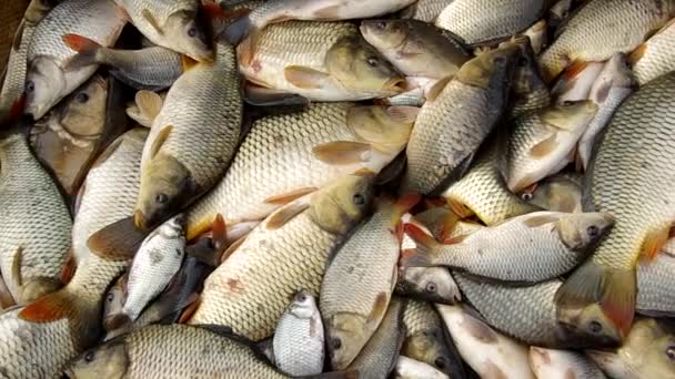 Az őszi betakarítás halak — Stock videók
