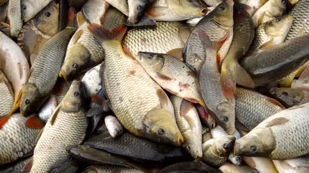 Сбор рыбы осенью — стоковое видео
