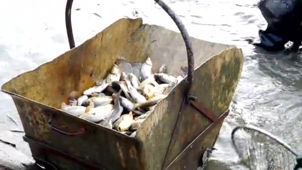 El hombre cargó el pescado en el contenedor — Vídeos de Stock