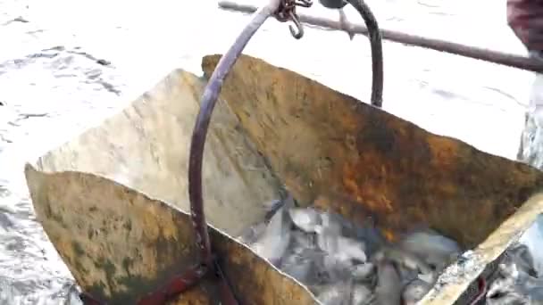 Man loaded the fish into the container — Stock Video