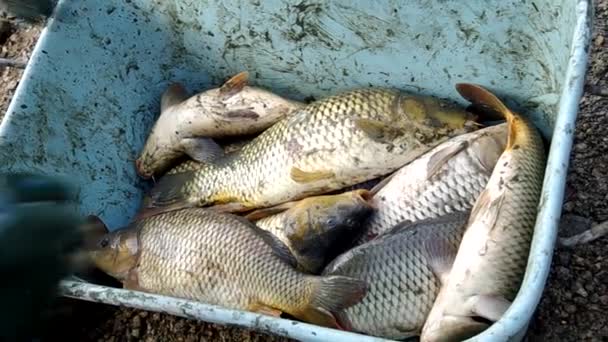 Compter la carpe de Noël 