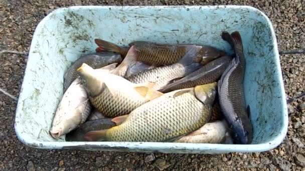 Carpa de Navidad en la bañera — Vídeo de stock