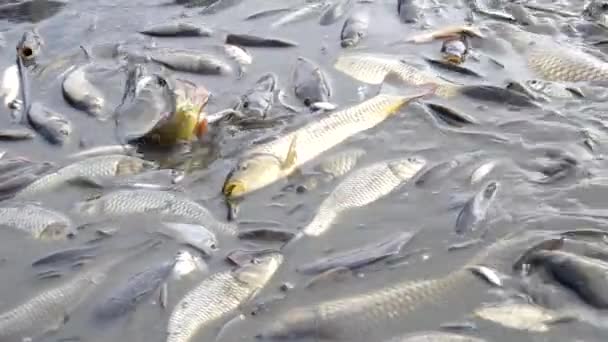 Сбор рыбы в пруду — стоковое видео