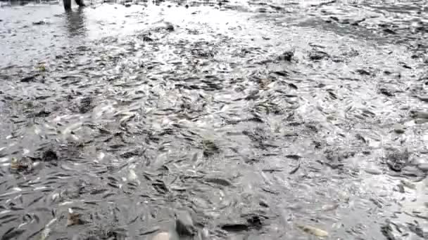 Récolte de poissons dans l'étang 