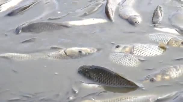 Colheita de peixes na lagoa — Vídeo de Stock