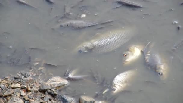 Colheita de peixes na lagoa — Vídeo de Stock
