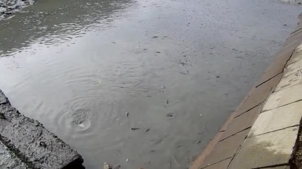 排水的池塘钓鱼的视图 — 图库视频影像