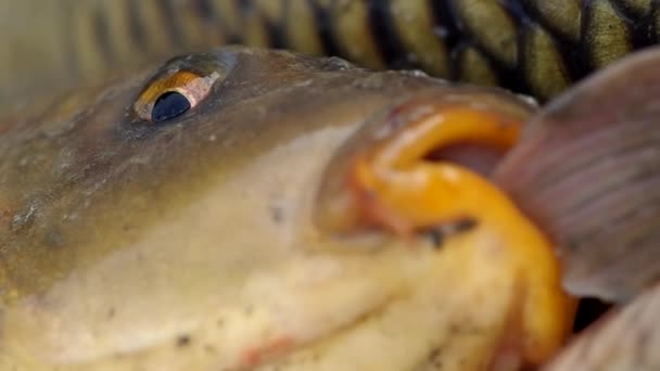 Vue détaillée du poisson 