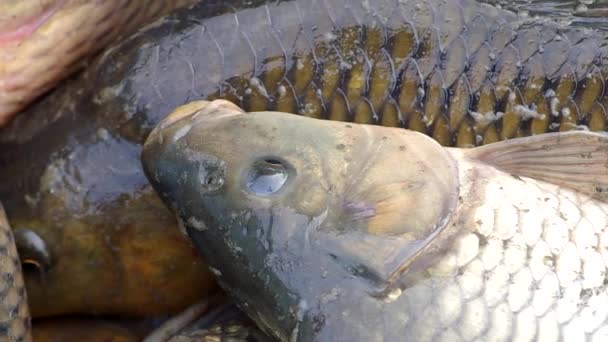 Vue détaillée du poisson 