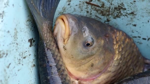 Vue détaillée du poisson 