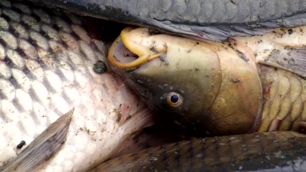 Vue détaillée du poisson 