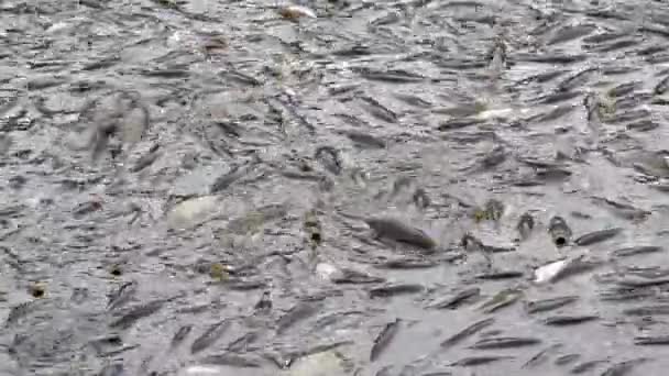 Colheita de peixes na lagoa — Vídeo de Stock