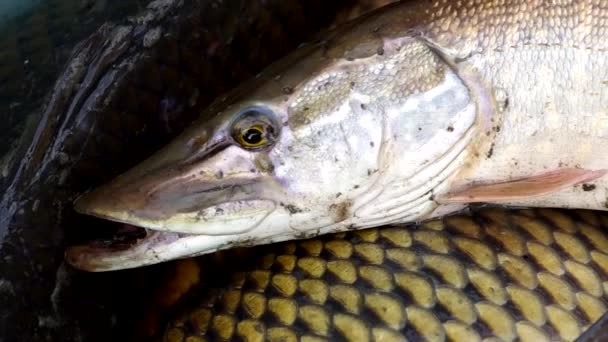 Vue détaillée du brochet 