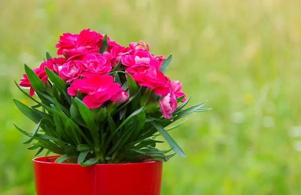 Bouquet of red flowers — Stock Photo, Image