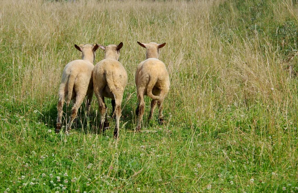 Tres ovejas desaparecen. — Foto de Stock