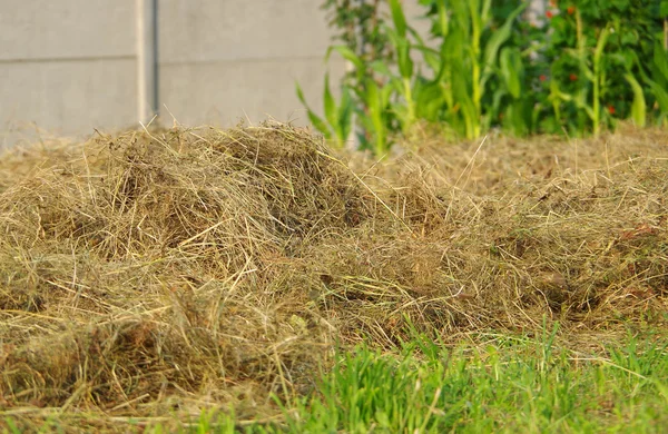Getrocknetes Gras gemäht — Stockfoto