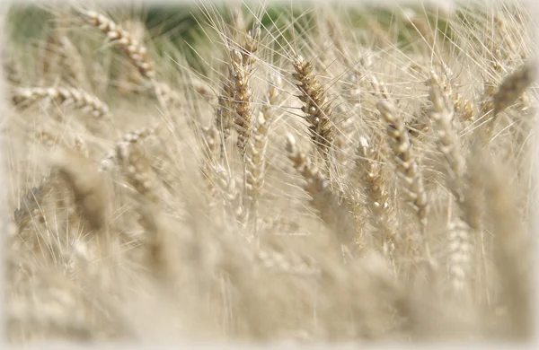 Wheat field in the wind — Stock Photo, Image