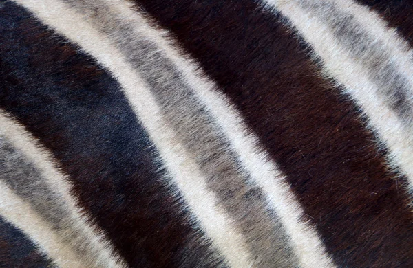 Zebra closeup background — Stock Photo, Image